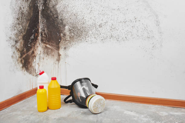 Best Bathroom Mold Remediation in Millersburg, OH