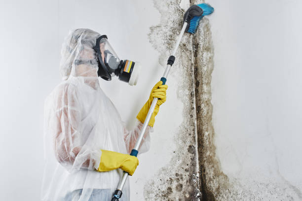 Best Localized Mold Remediation (e.g., coastal areas, humid climates) in Millersburg, OH