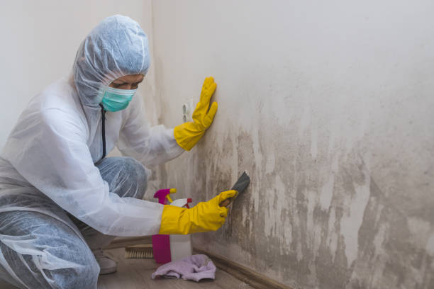 Best Post-Flood Mold Remediation in Millersburg, OH