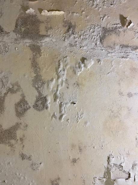 Millersburg, OH Mold Remediation Company