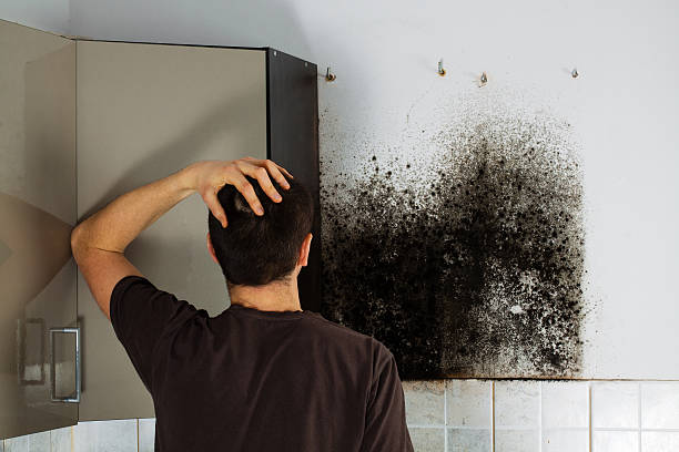 Best White Mold Remediation in Millersburg, OH